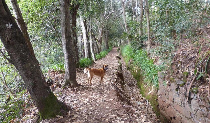 Madeira Wandelroutes