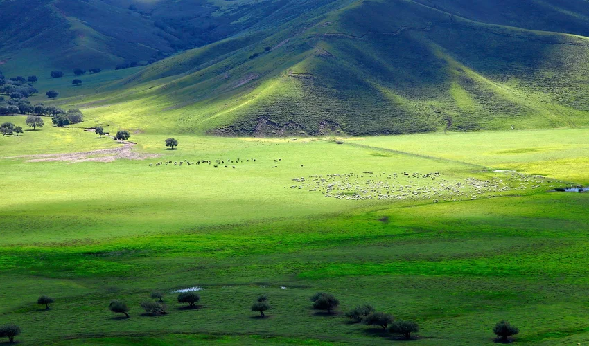 Mongolië Steppe