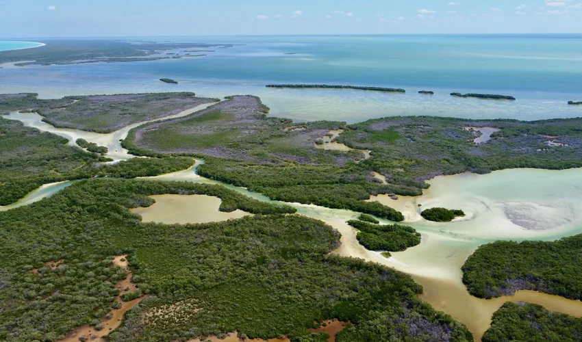 Isla Holbox De mangroves en lagunes